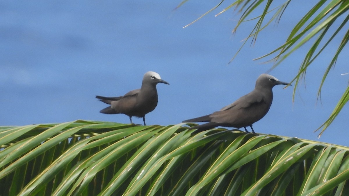 Brown Noddy - ML613385650