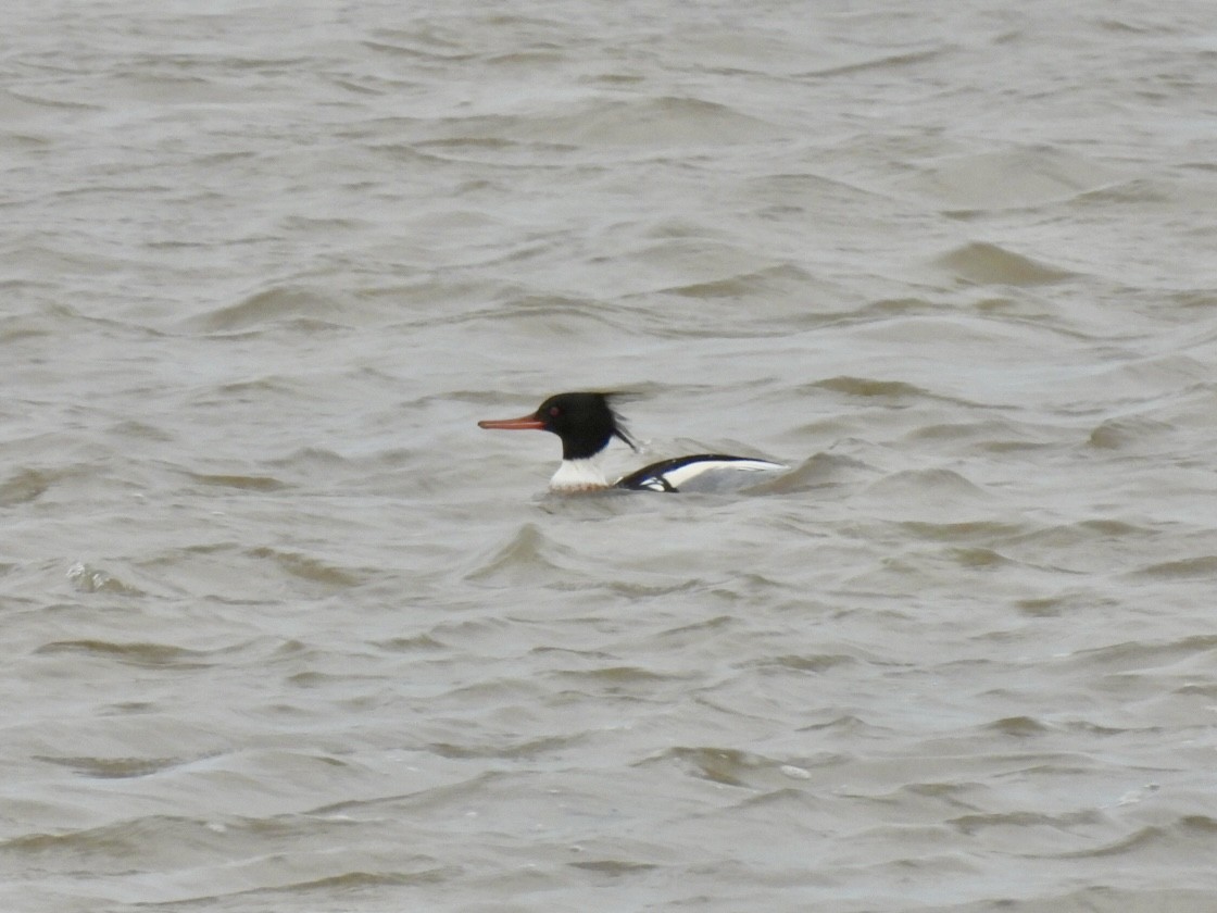 Red-breasted Merganser - ML613385667