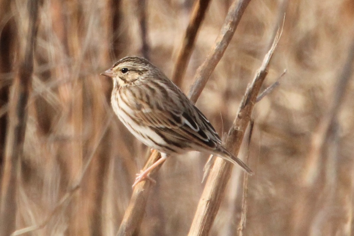 Savannah Sparrow - ML613385748