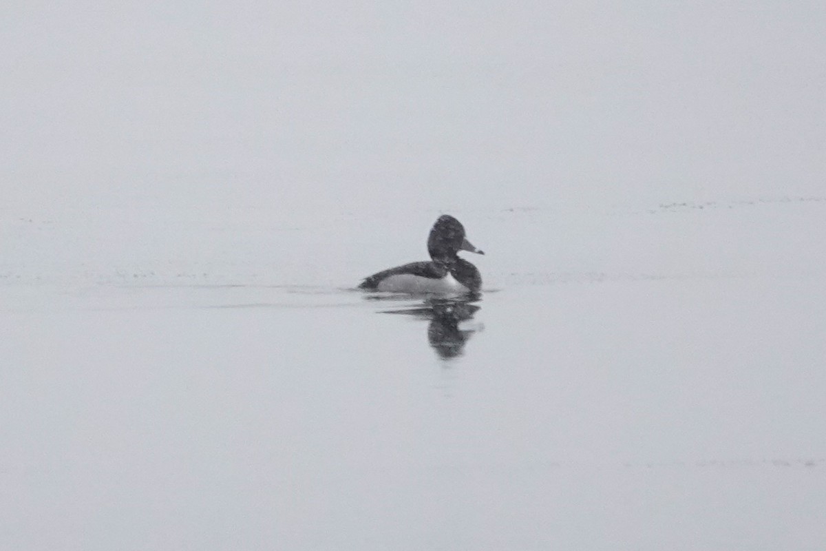 Ring-necked Duck - M Wannamaker
