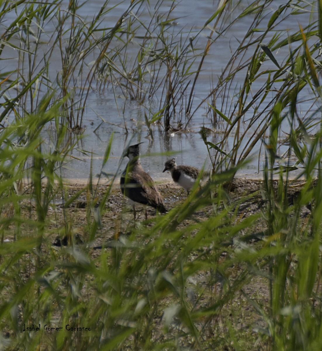 Northern Lapwing - Isabel Gómez Carrasco