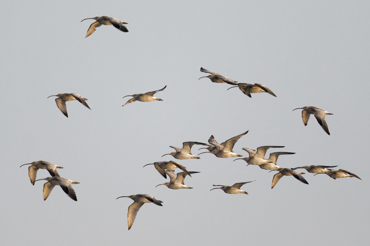 Eurasian Curlew - ML613385896