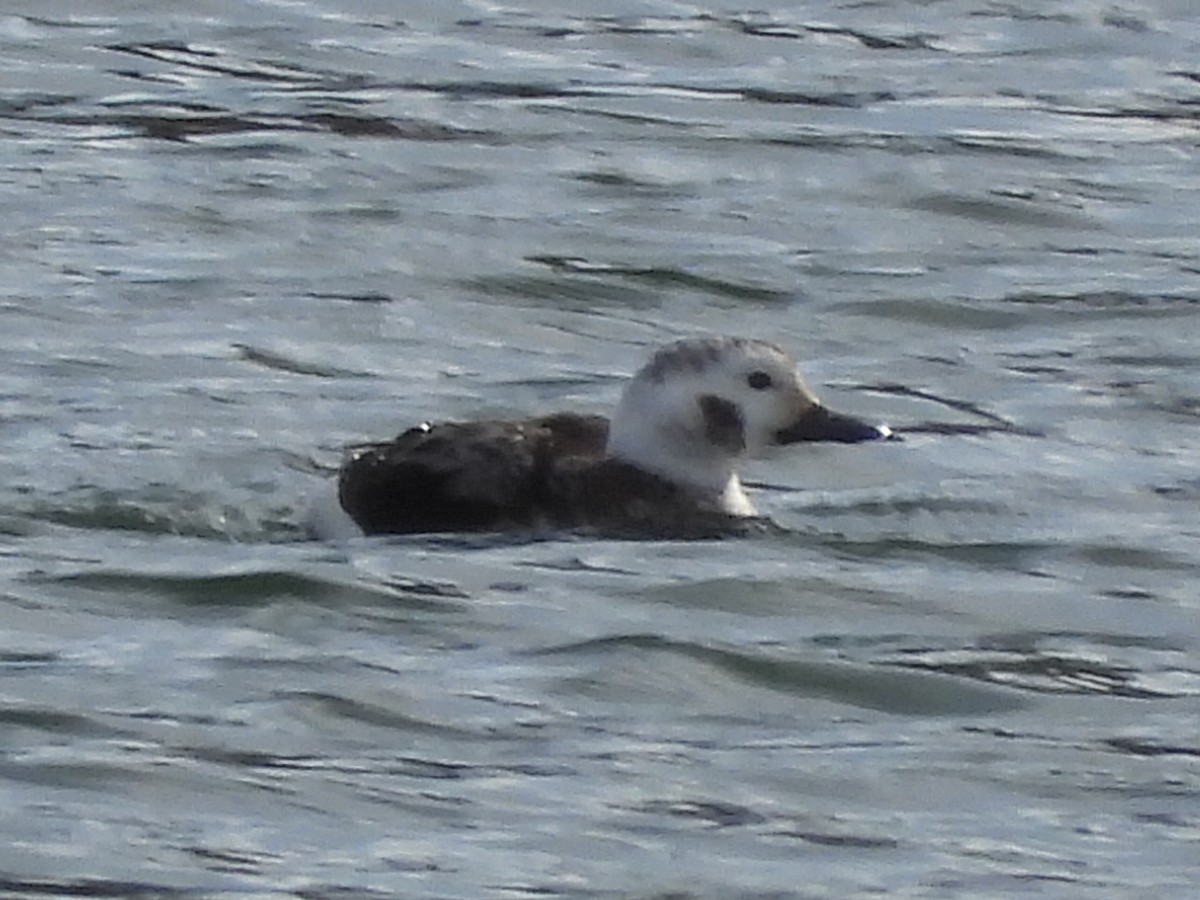 Long-tailed Duck - ML613385902