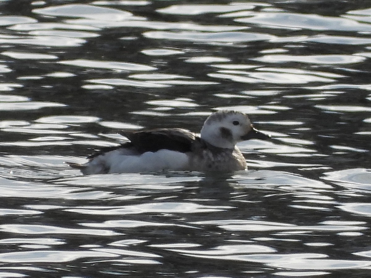 Long-tailed Duck - ML613385903