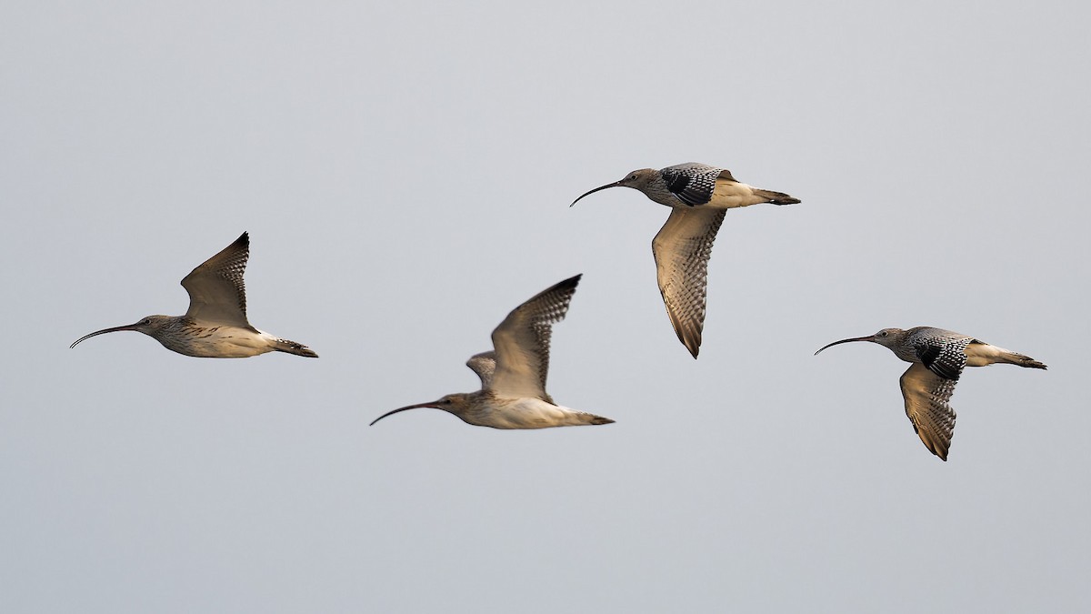 Eurasian Curlew - Zbigniew Wnuk