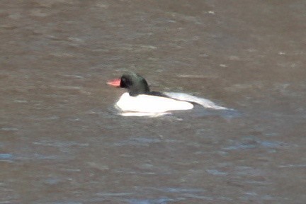 Common Merganser - Derek Hudgins