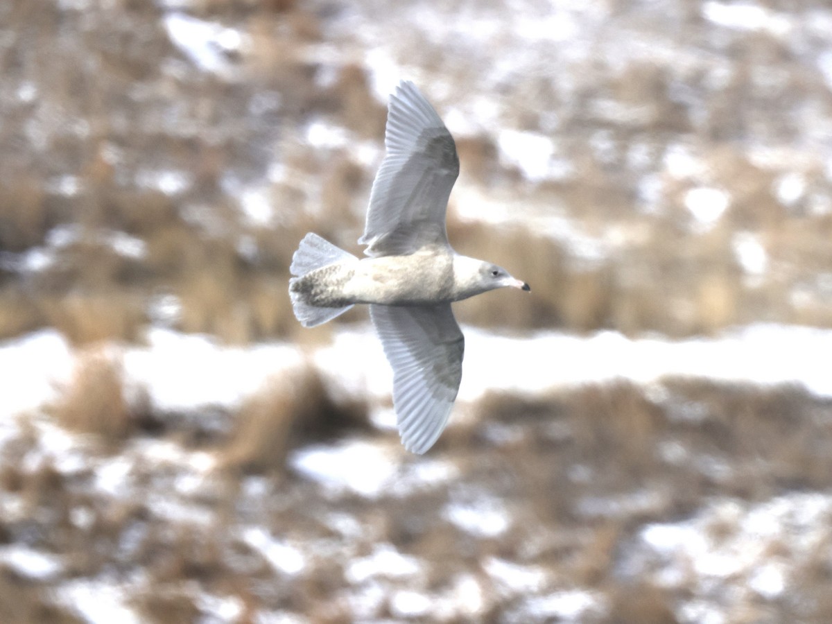 Glaucous Gull - ML613385964