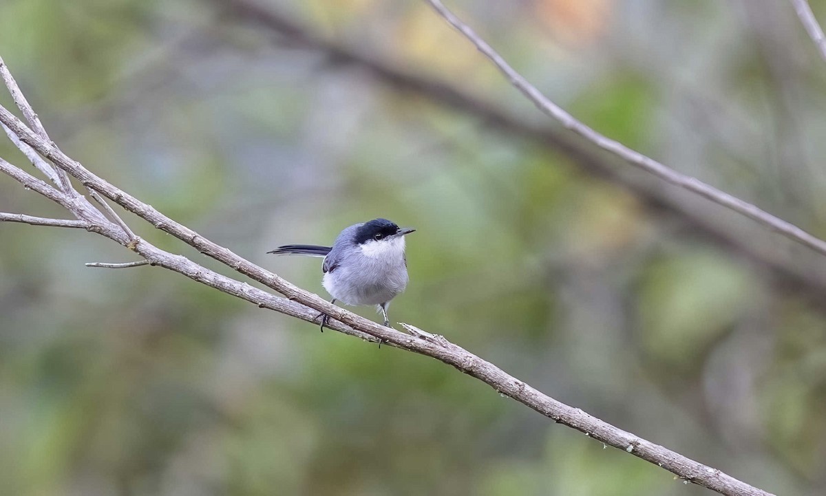 Tropical Gnatcatcher (Marañon) - ML613386006