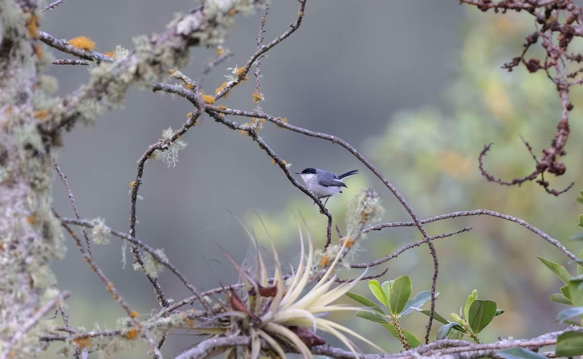 Tropical Gnatcatcher (Marañon) - ML613386007