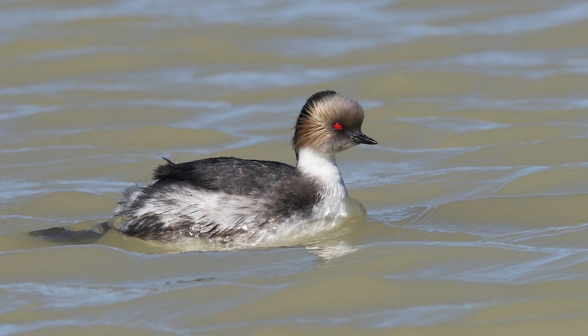 Silvery Grebe (Patagonian) - Pavel Parkhaev