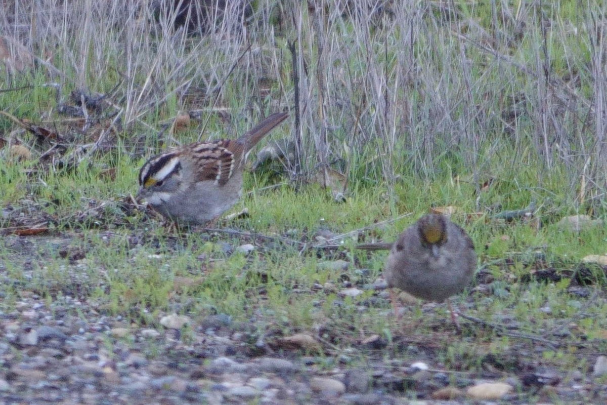 White-throated Sparrow - Peter Schneekloth