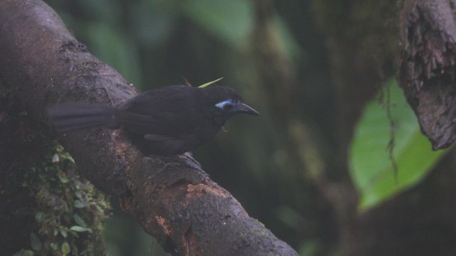 Zeledon's Antbird - ML613386129