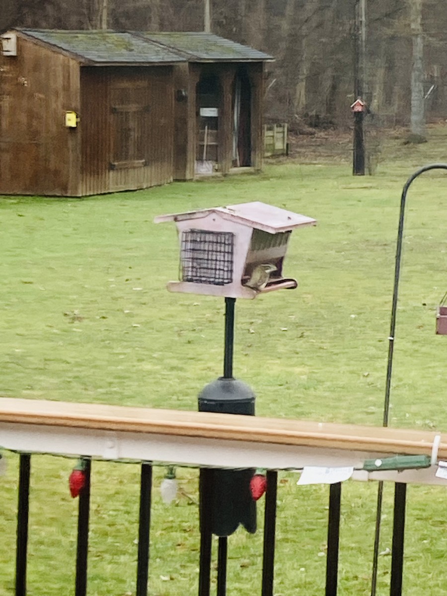 Rose-breasted Grosbeak - ML613386136