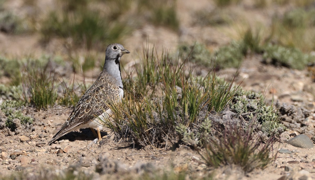 Least Seedsnipe - ML613386137