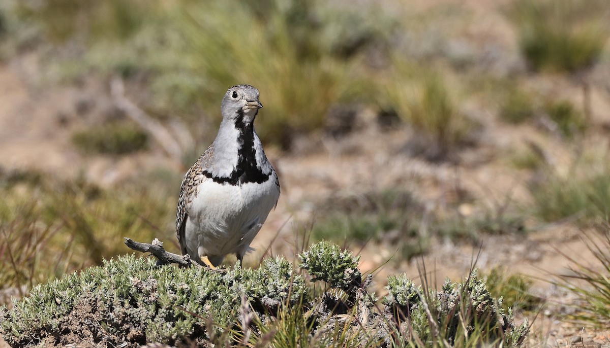 Least Seedsnipe - ML613386138