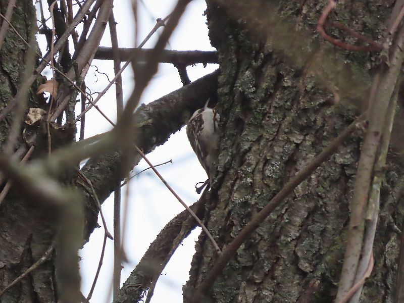 Brown Creeper - ML613386147