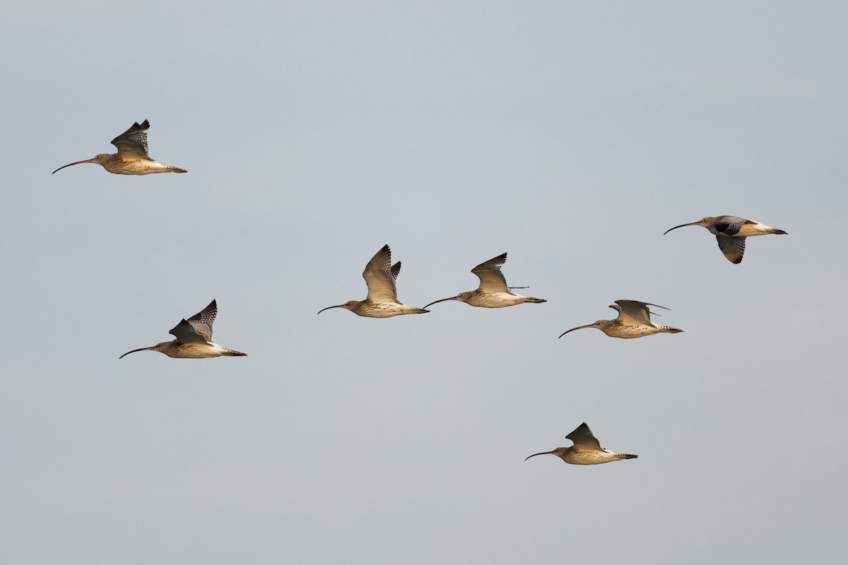 Eurasian Curlew - ML613386154