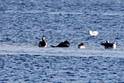 Barnacle Goose - ML613386169