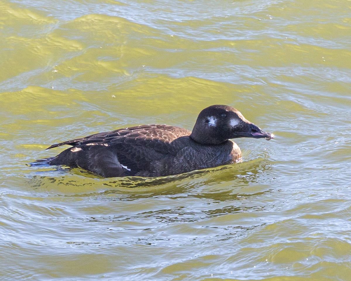 White-winged Scoter - ML613386238