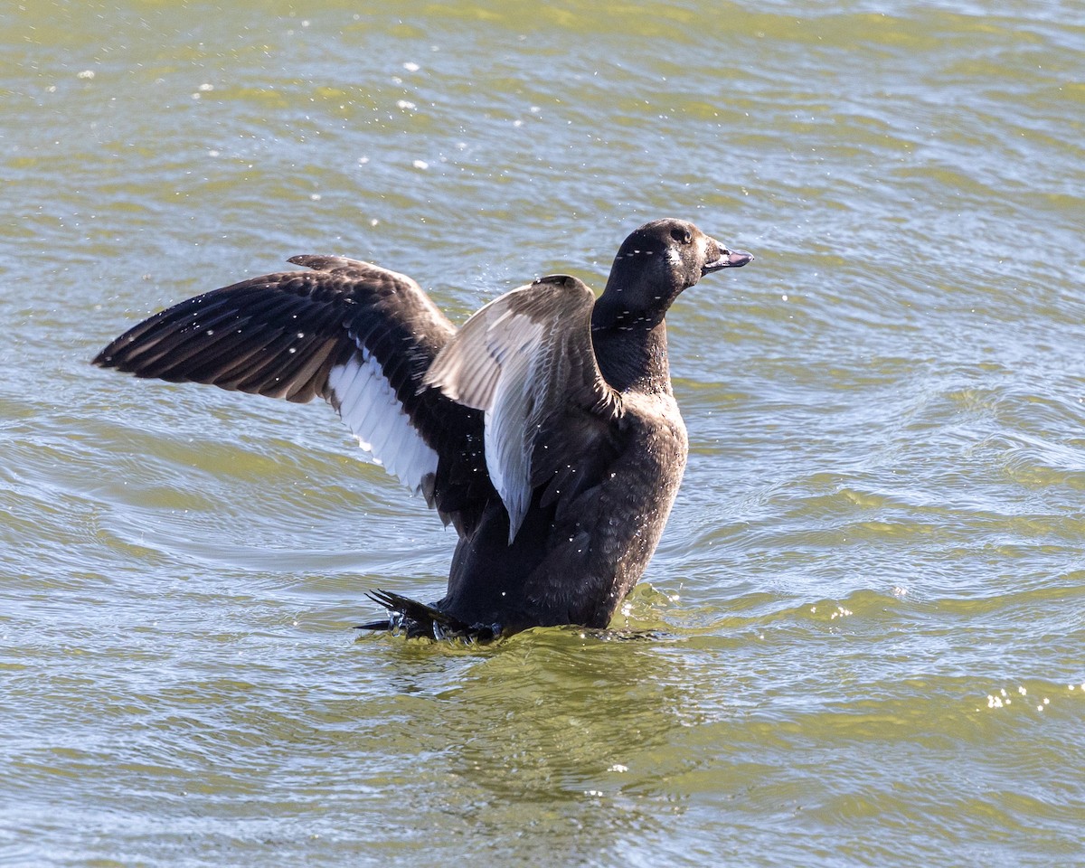 White-winged Scoter - ML613386290