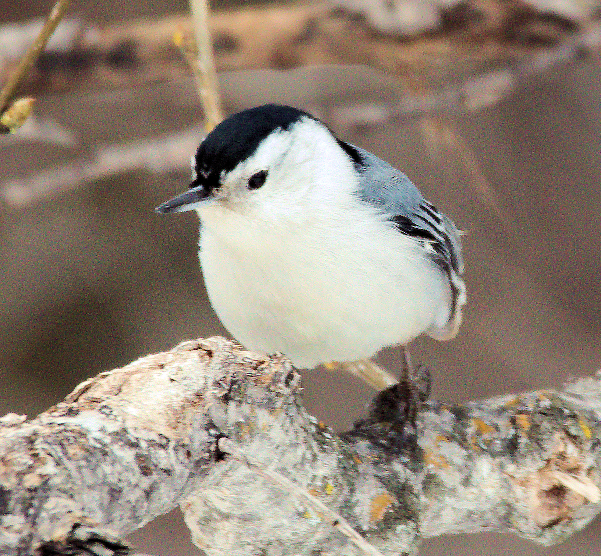 White-breasted Nuthatch - ML613386313