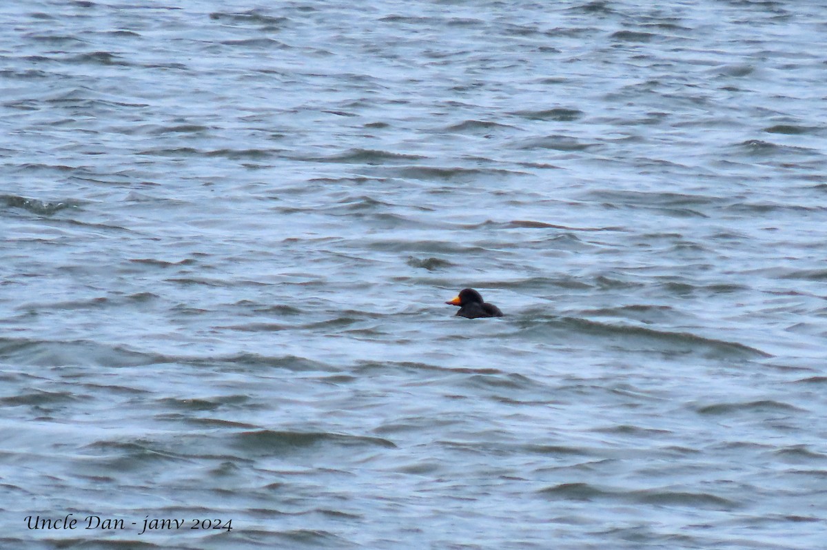 Black Scoter - Daniel Demers 🦉