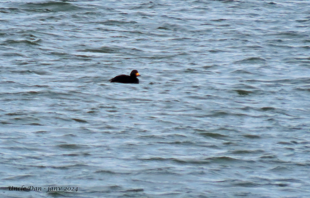 Black Scoter - ML613386350