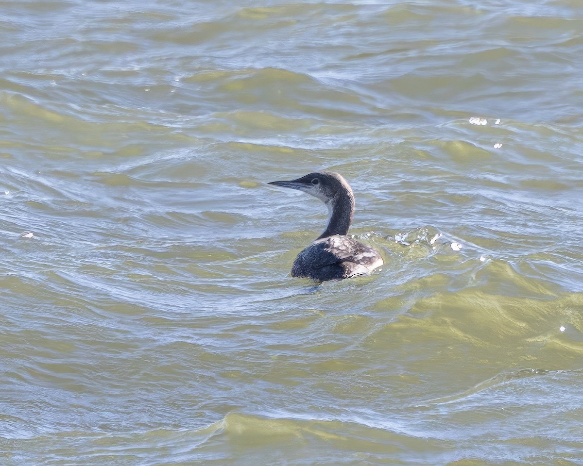 Pacific Loon - Jerry Vanbebber