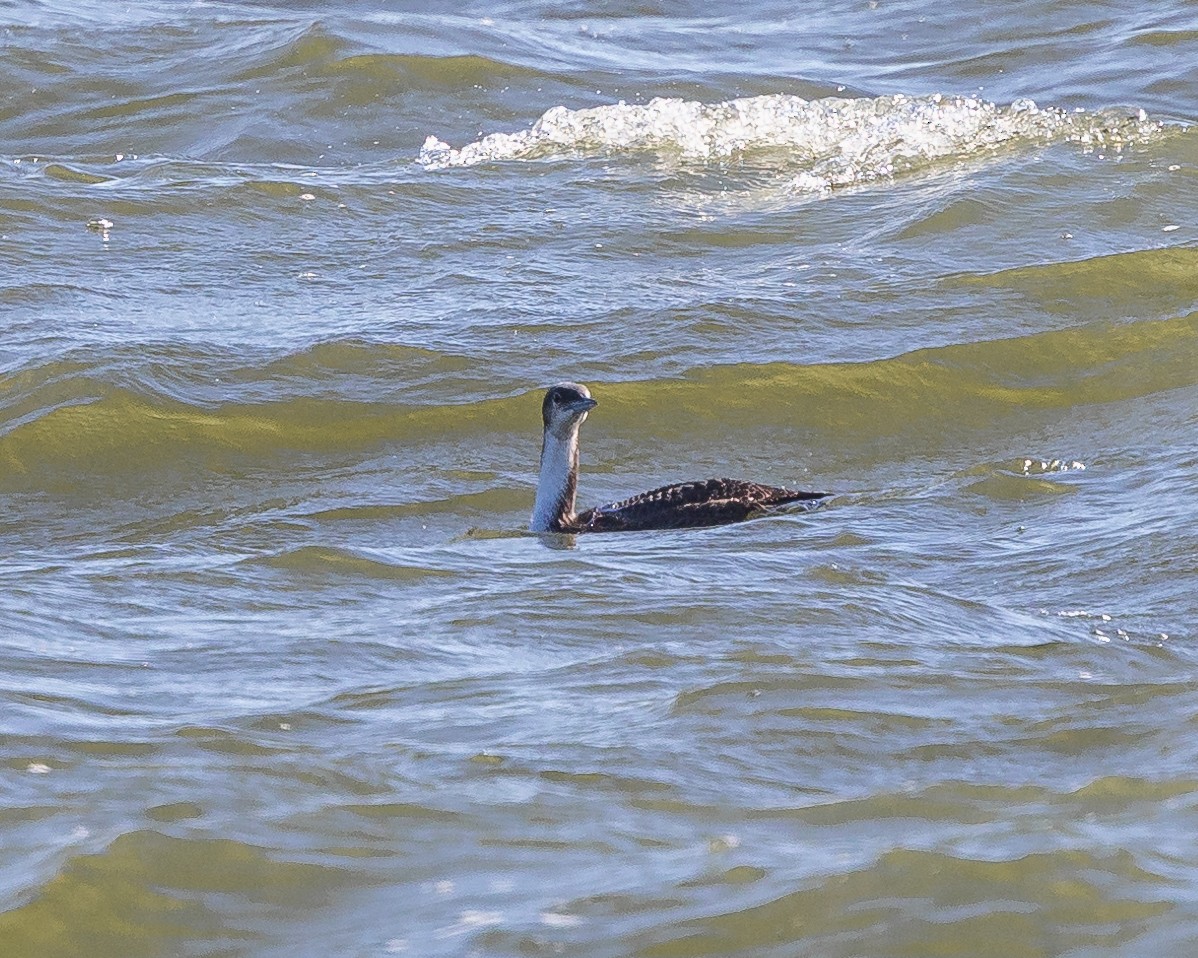 Pacific Loon - ML613386395