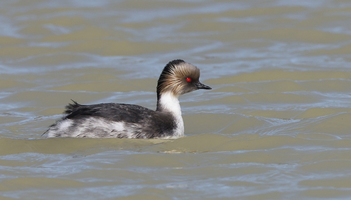 Silvery Grebe (Patagonian) - Pavel Parkhaev