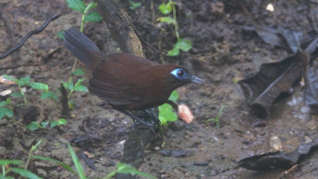 Zeledon's Antbird - ML613386491