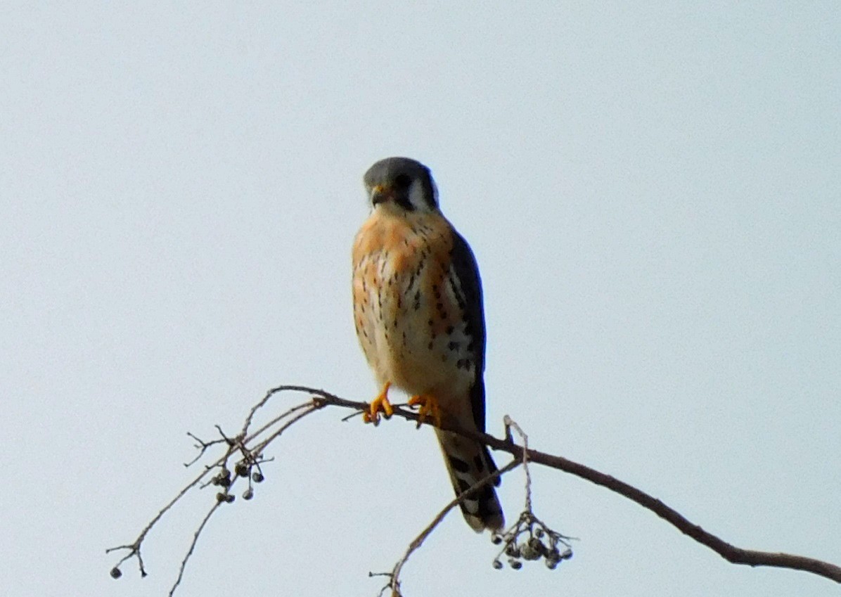 American Kestrel - ML613386503