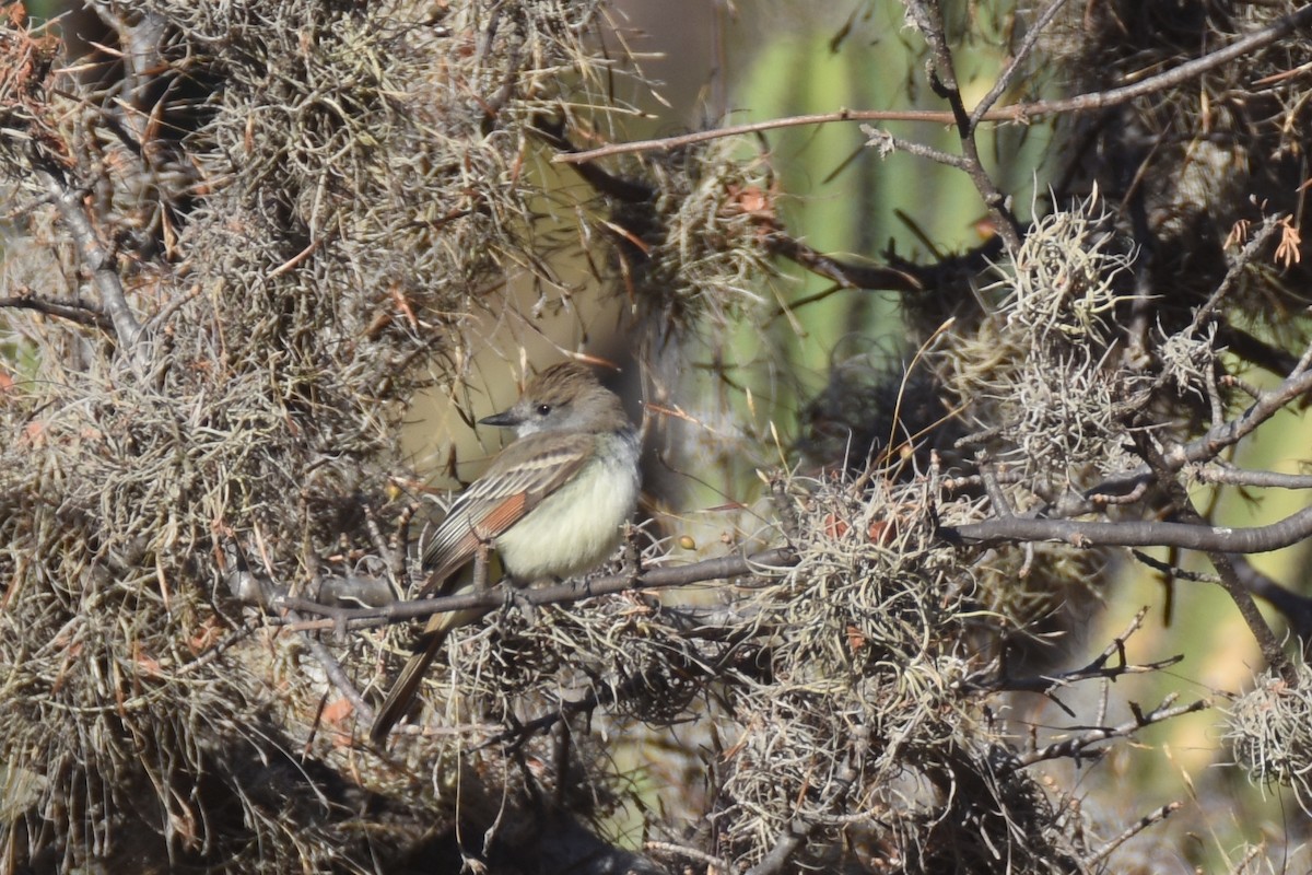 Ash-throated Flycatcher - ML613386514