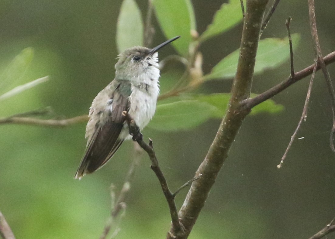 Olive-spotted Hummingbird - ML613386555