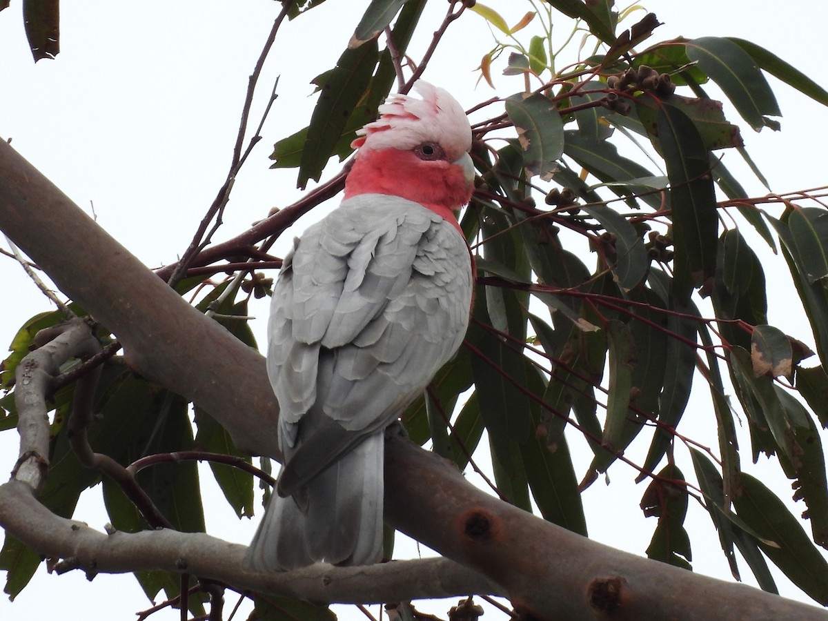 Cacatúa Galah - ML613386557