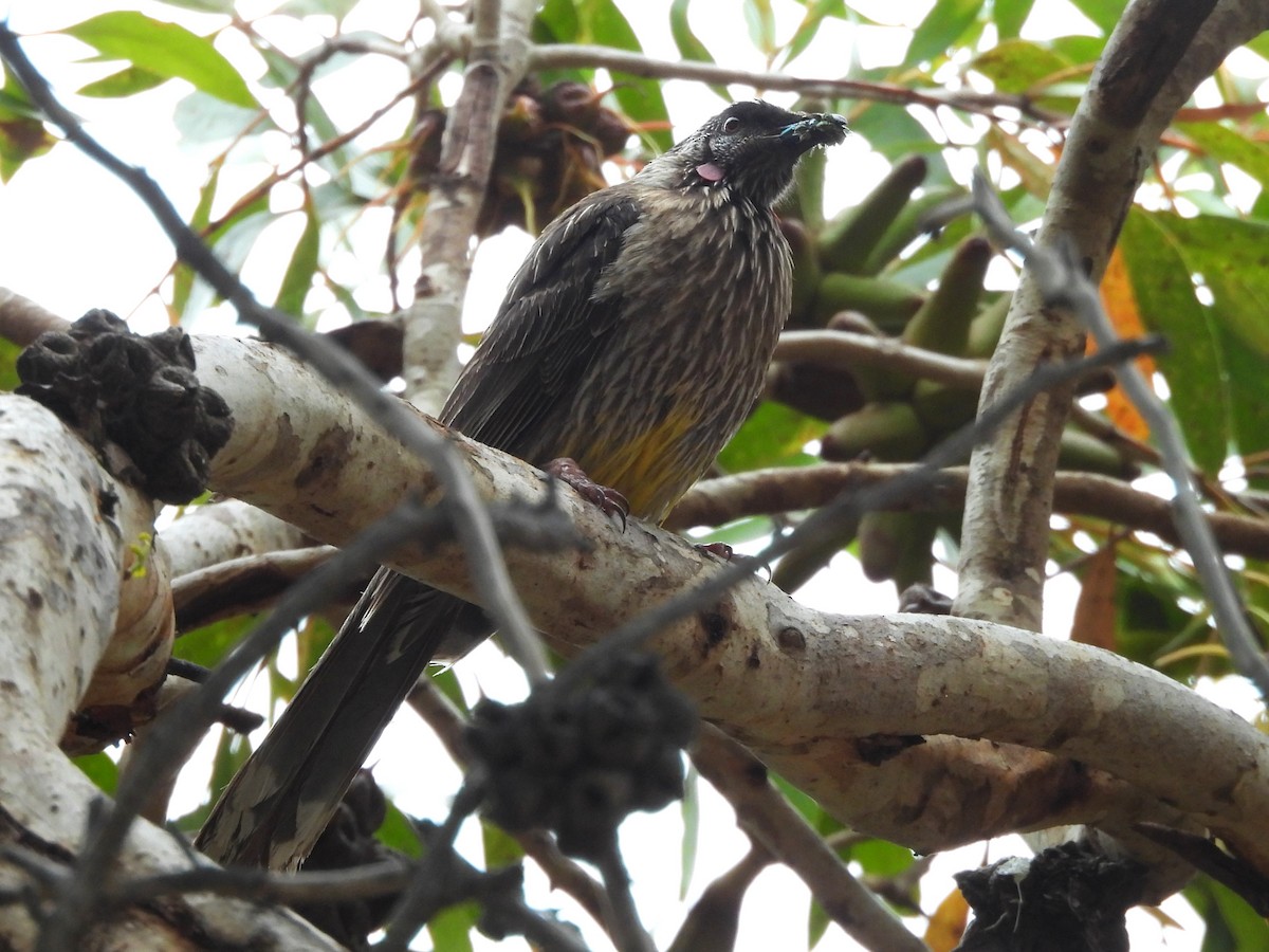 Red Wattlebird - ML613386571