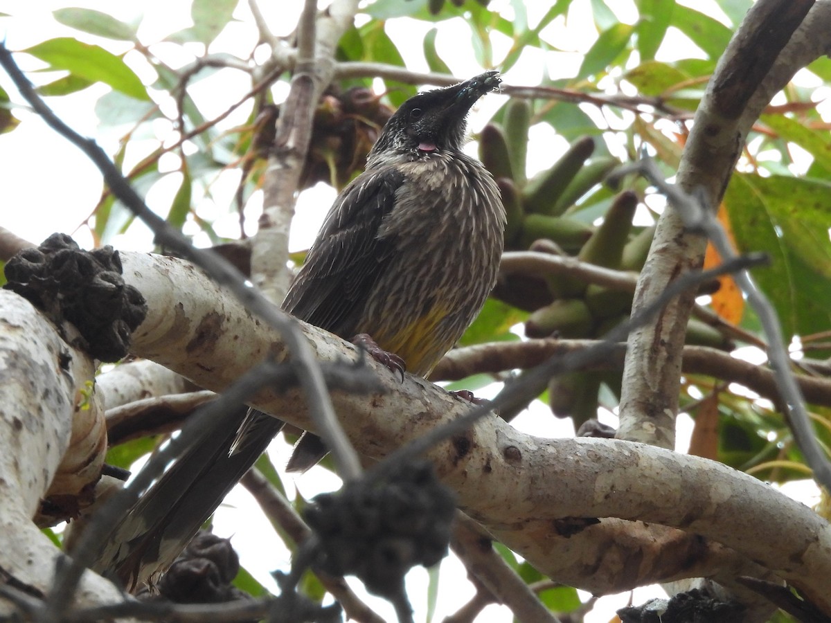 Red Wattlebird - ML613386572