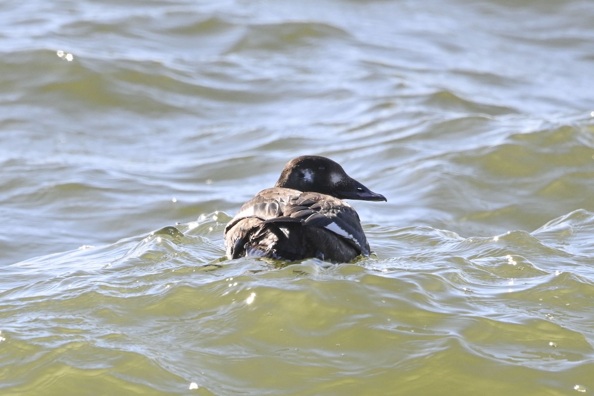 White-winged Scoter - ML613386598