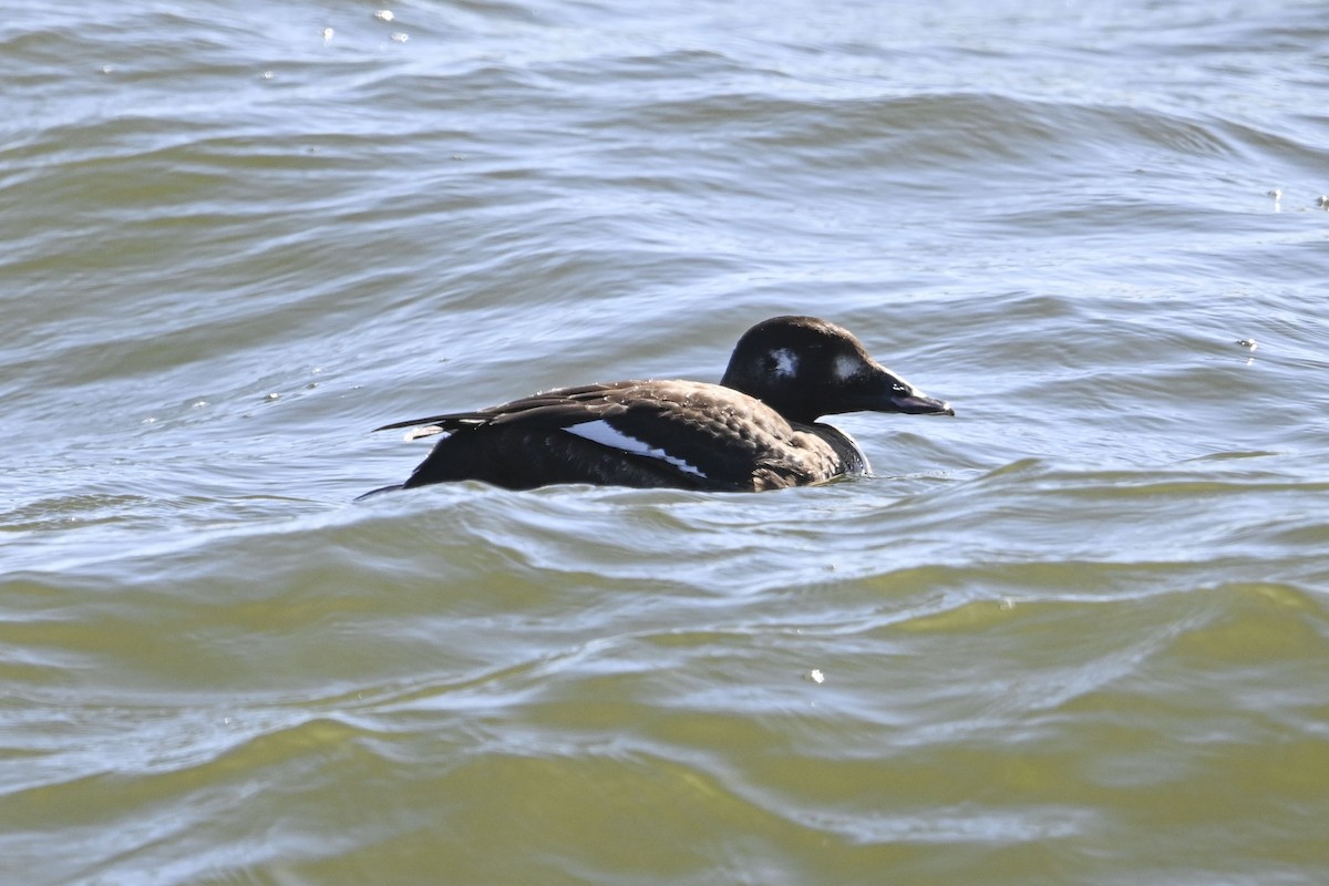 White-winged Scoter - ML613386599