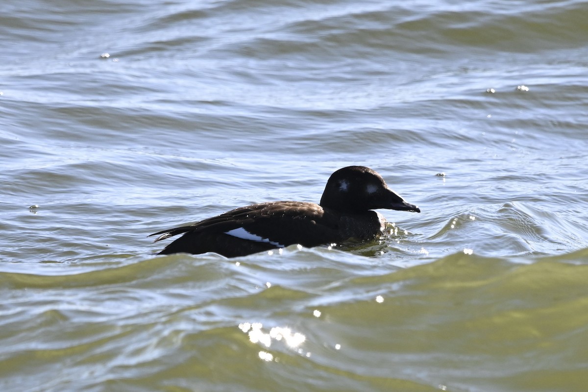 White-winged Scoter - ML613386600