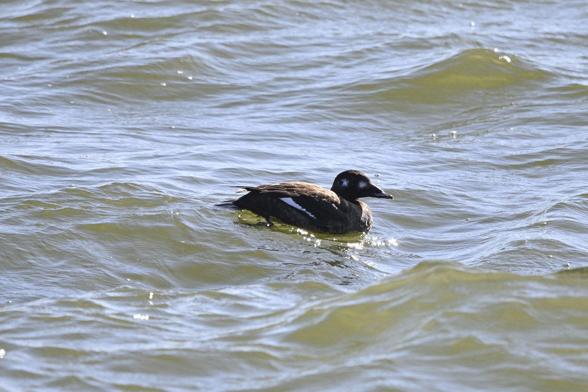 White-winged Scoter - ML613386601