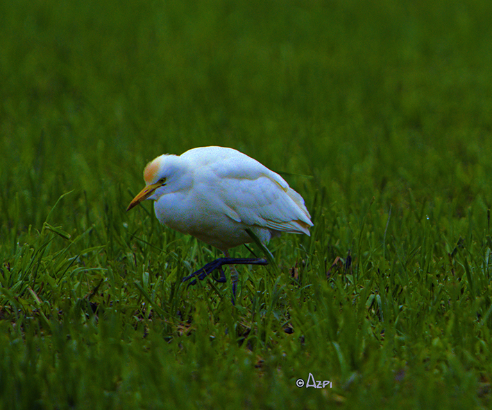 Western Cattle-Egret - ML613386685