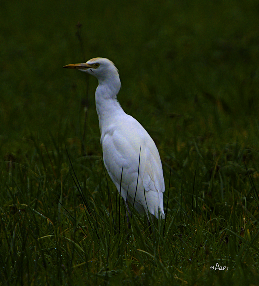 Western Cattle-Egret - ML613386688