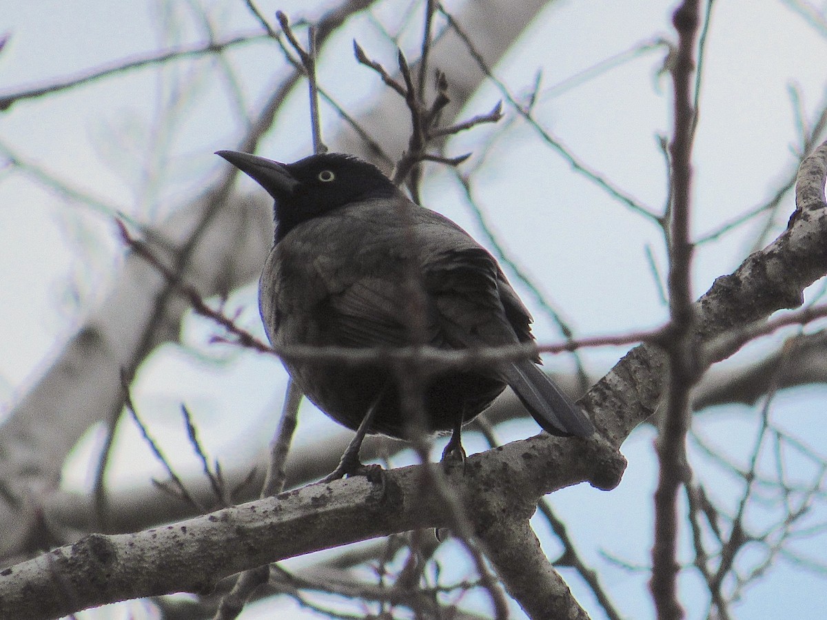 Common Grackle - ML613386723