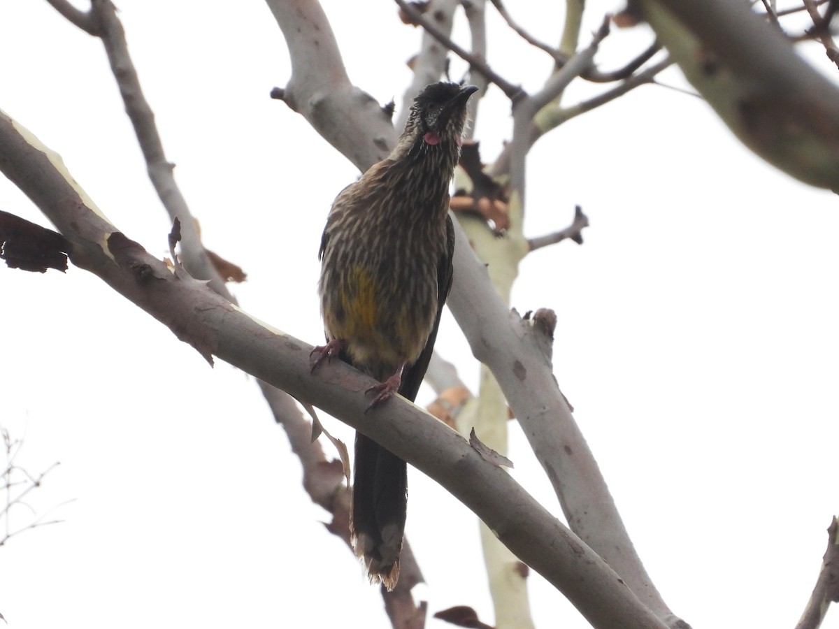 Red Wattlebird - ML613386803