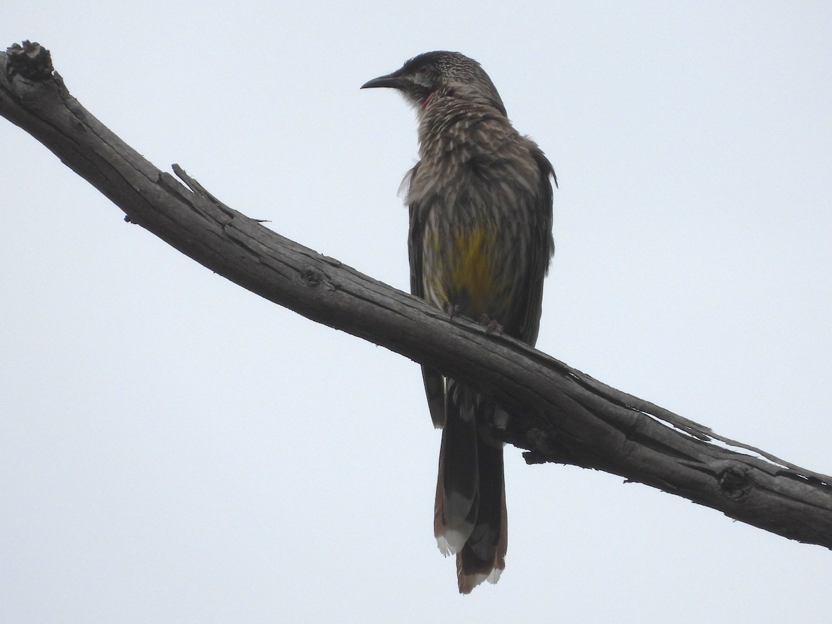 Red Wattlebird - ML613386804