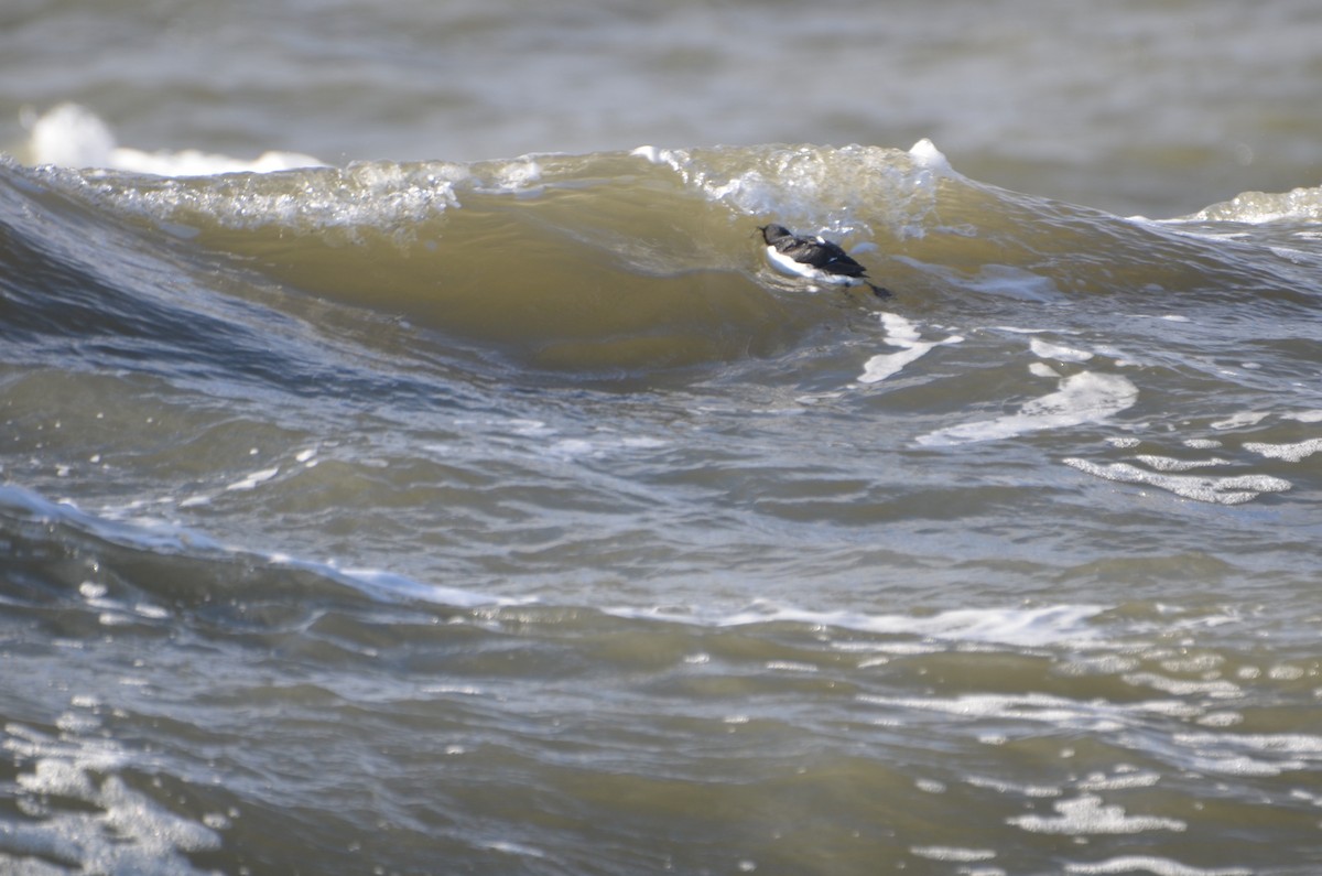 Thick-billed Murre - ML613386814