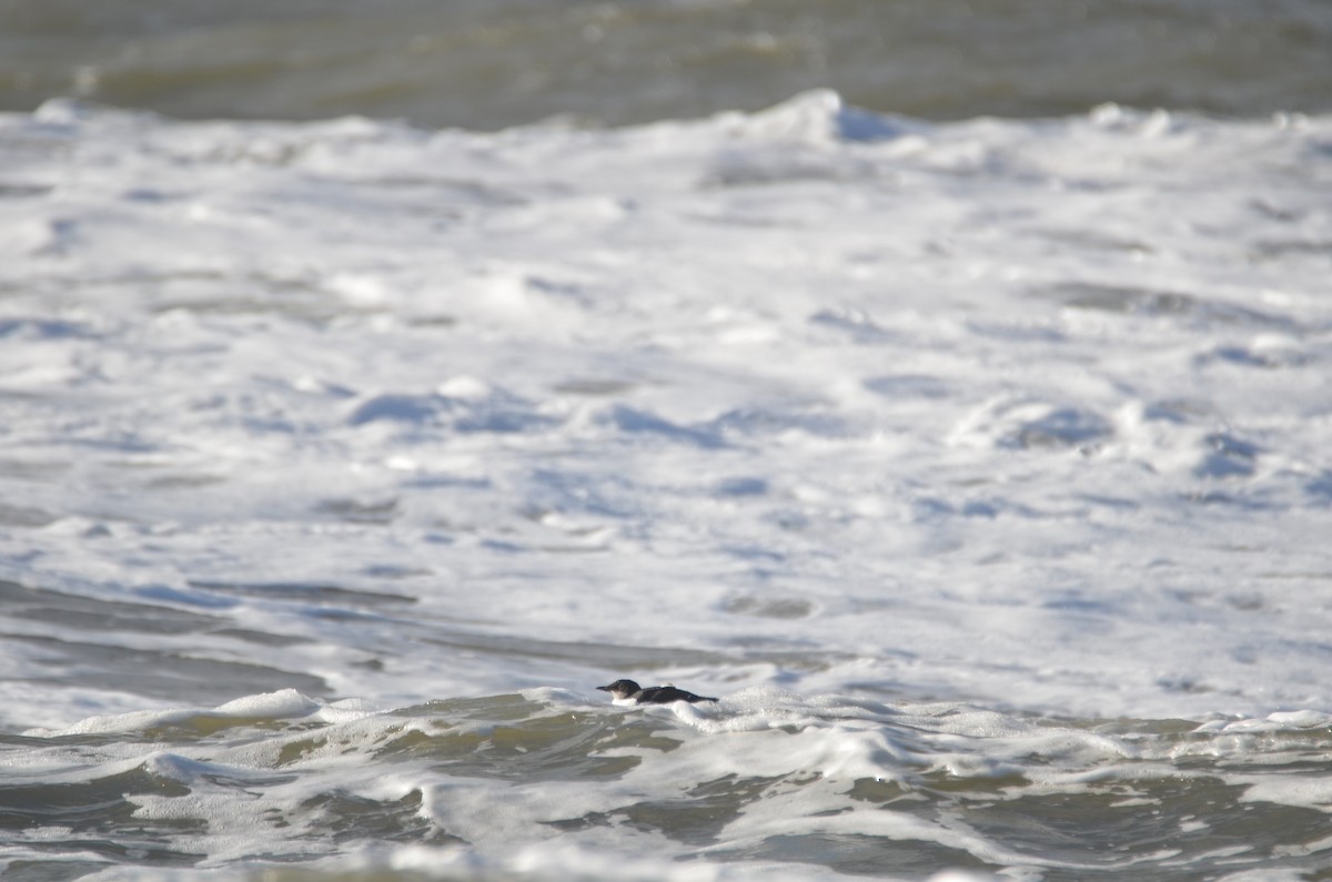 Thick-billed Murre - ML613386815