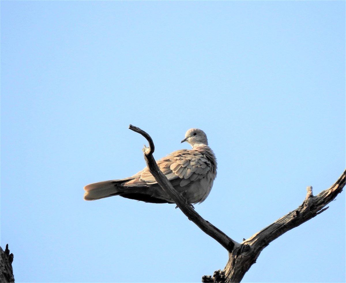 Eurasian Collared-Dove - T B