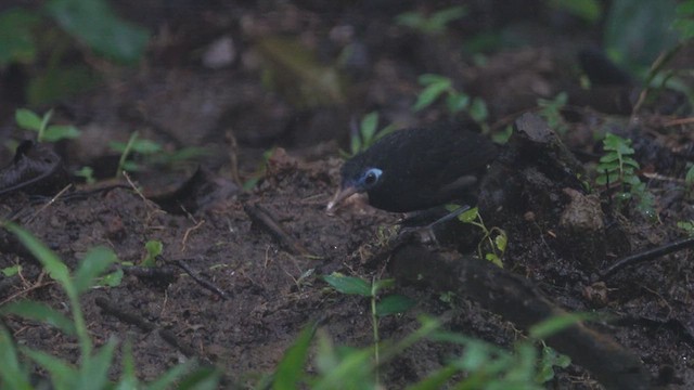 Zeledon's Antbird - ML613386860